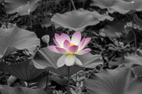 Standing Alone Beauty