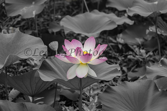Standing Alone Beauty