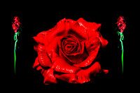 I Give A Rose!